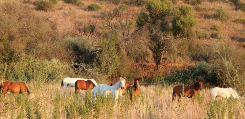 horse-riding-in-the-valley-near-lisbon