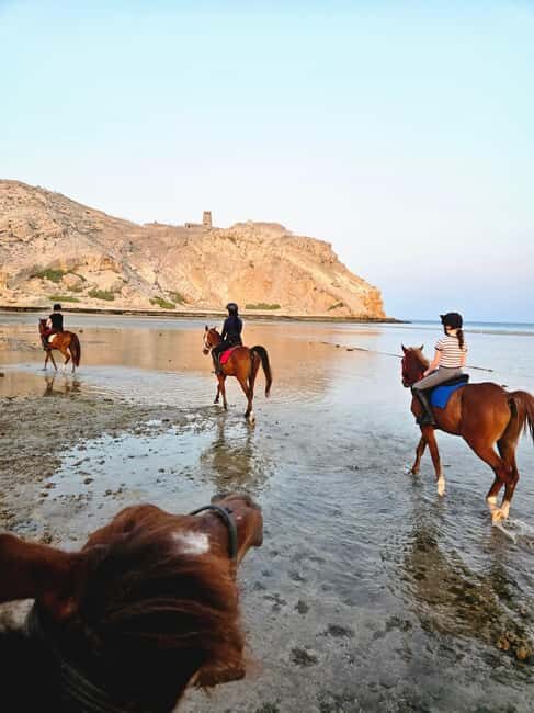 Horse Riding Muscat | Beach Horse Riding - The Breakdown of the Experience