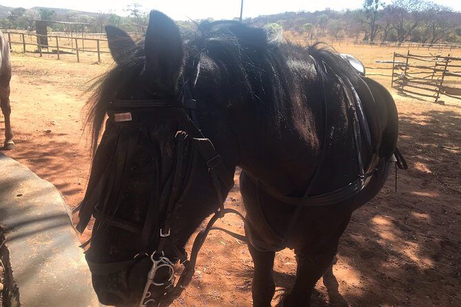 Horse riding safari from Johannesburg - Exploring the Horse Riding Safari from Johannesburg