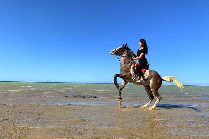Horse Riding Tour 2 Hours Sea And Desert with Transfer - Hurghada - What to Expect from this Horseback Riding Tour
