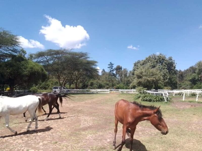 Horse Riding Tour Adventure in Nairobi - Key Points