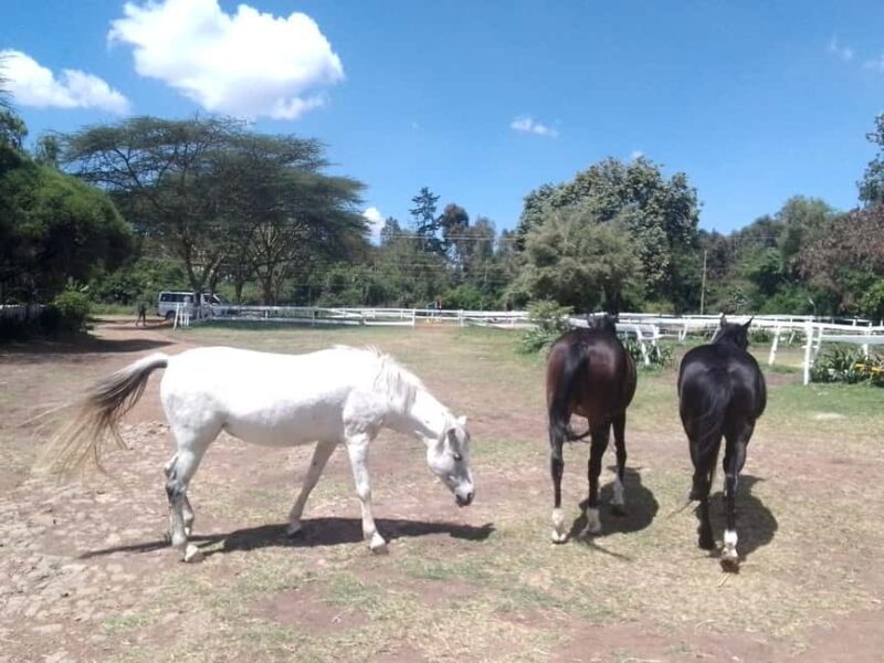 Horse Riding Tour Adventure in Nairobi - Exploring Nairobi’s Countryside on Horseback