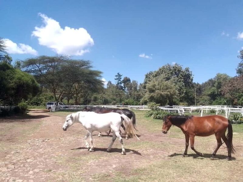 Horse Riding Tour Adventure in Nairobi - The Horses and Guides