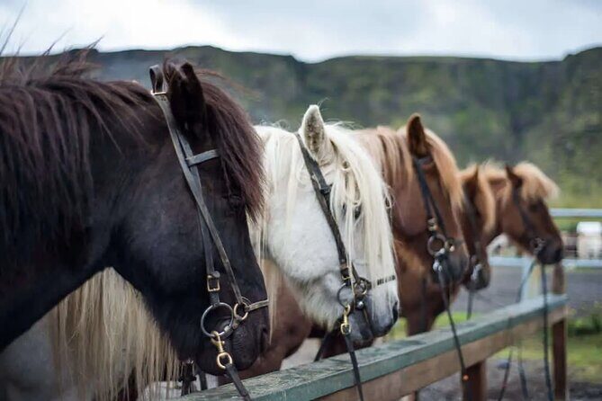 Horse Riding Tour in Reykjadalur (Smoky Valley)-All Riding Levels - Horse Riding Tour in Reykjadalur (Smoky Valley)-All Riding Levels