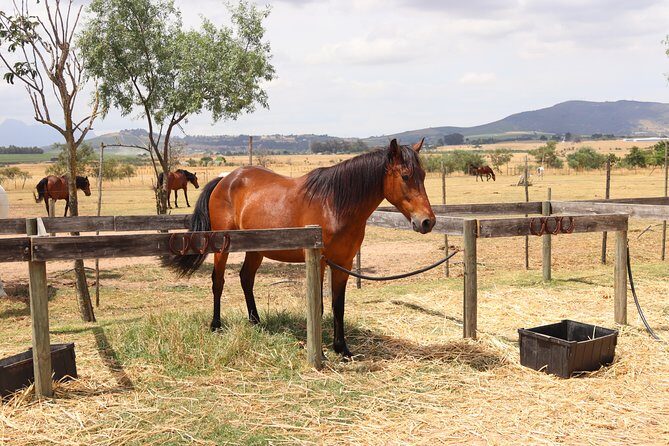 Horse Riding Wildlife Safari - Final Thoughts