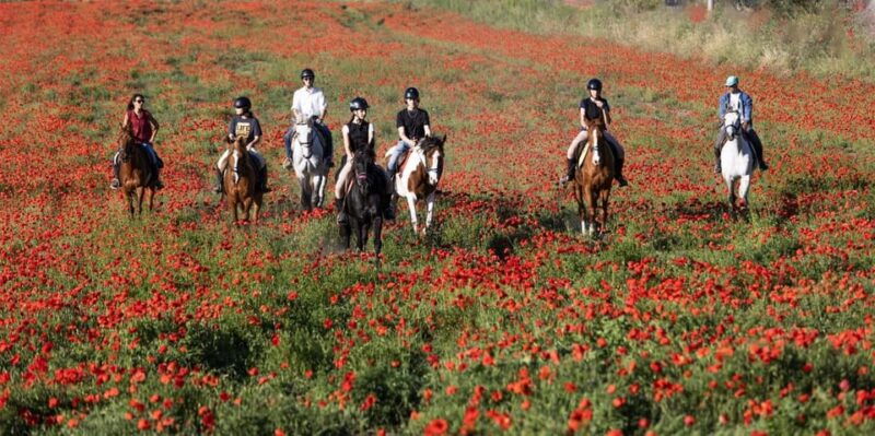 horse-sanctuary-in-rome