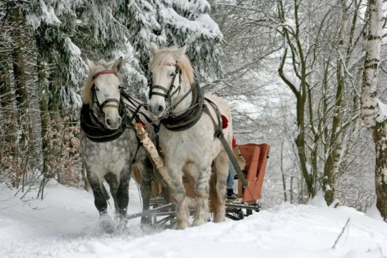 horse-sleigh-2-3h-ride-with-hot-springs-or-zakopane-combos