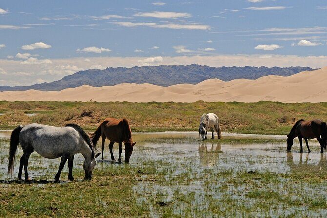 Horse Trekking Tour in Central Mongolia  Nomadic Adventure - Considerations Before Booking