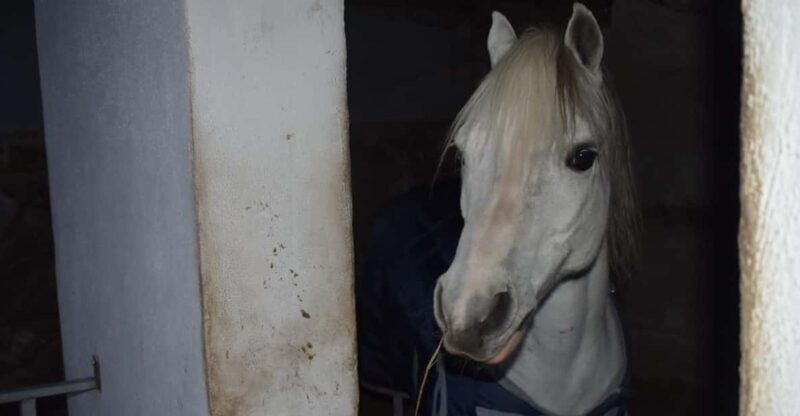horseback-excursion-in-the-maddalena-woods