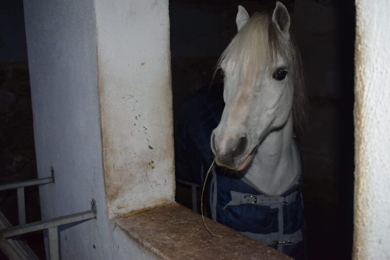 horseback-excursion-in-the-maddalena-woods