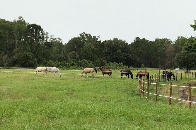 horseback-ride-on-scenic-lake-louisa-trails