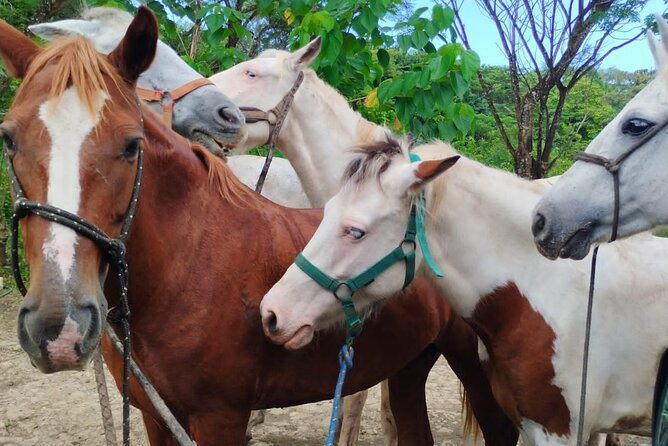 horseback-ride-picnic-and-swimming-at-barigona-beach