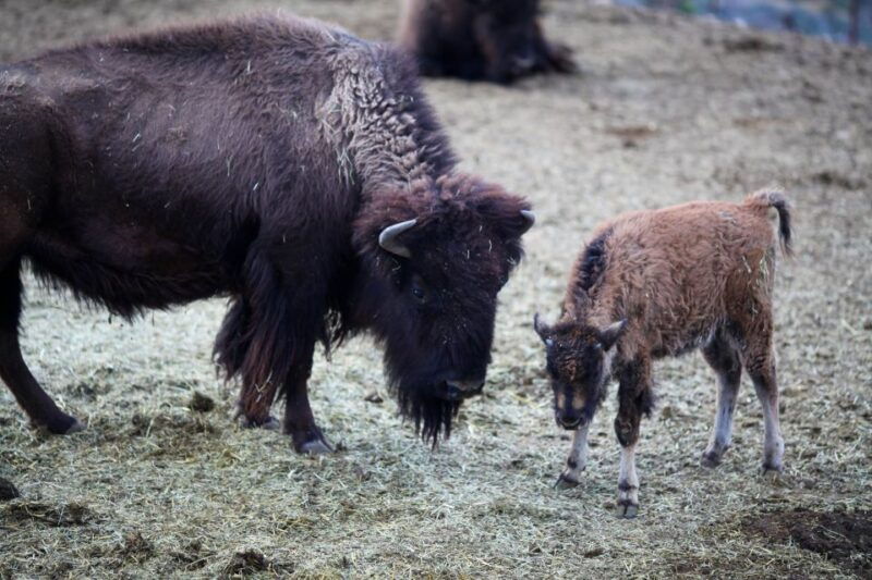 horseback-ride-thru-joshua-tree-forest-with-buffalo-lunch