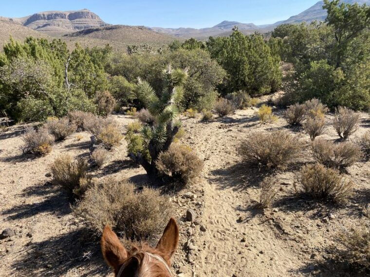 horseback-ride-thru-joshua-tree-forest-with-buffalo-lunch
