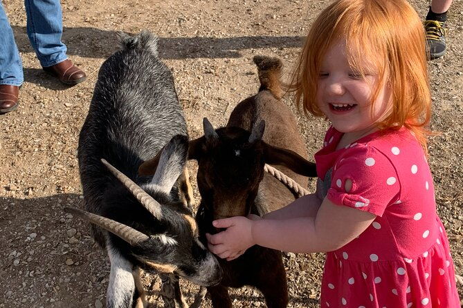 horseback-rides-interactions-and-petting-zoo