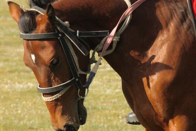 Horseback Riding Adventure in Ala archa National park - Who Should Consider This Tour?