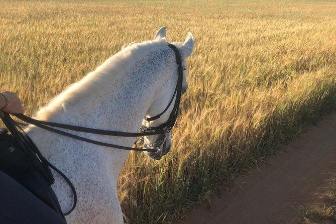 Horseback riding around Doñana - Who Is This Experience Best For?