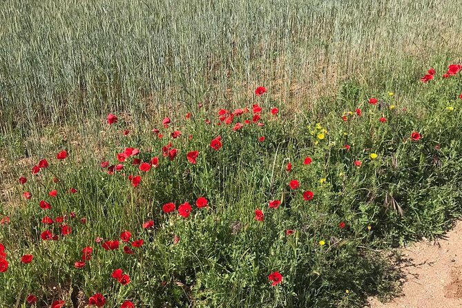 Horseback riding around Doñana - FAQ