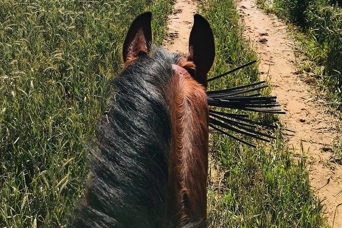Horseback riding around Doñana - Final Thoughts