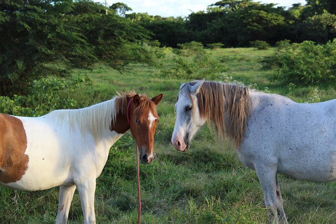 horseback-riding-experience