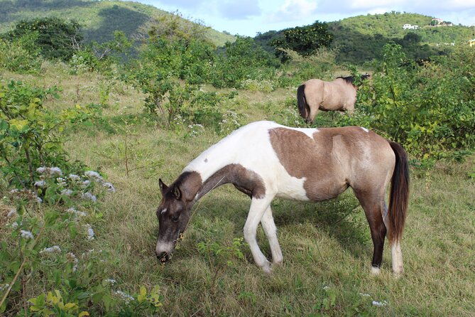 horseback-riding-experience