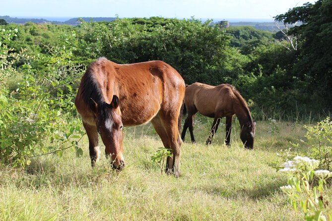 horseback-riding-experience