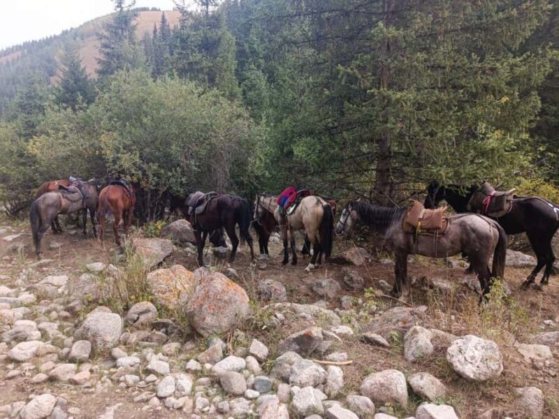 Horseback riding individual 1-day trip in Chon-Kemin gorge - Authentic Experiences and Insider Tips