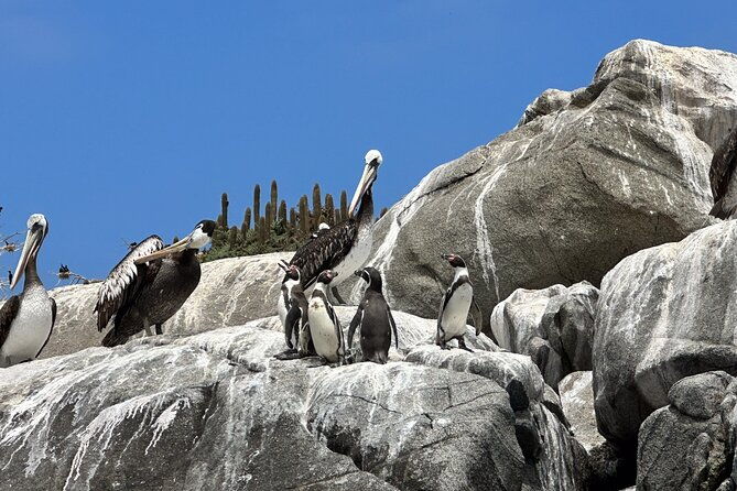 horseback-riding-on-beach-winery-alpacas-penguins-cowboybbq