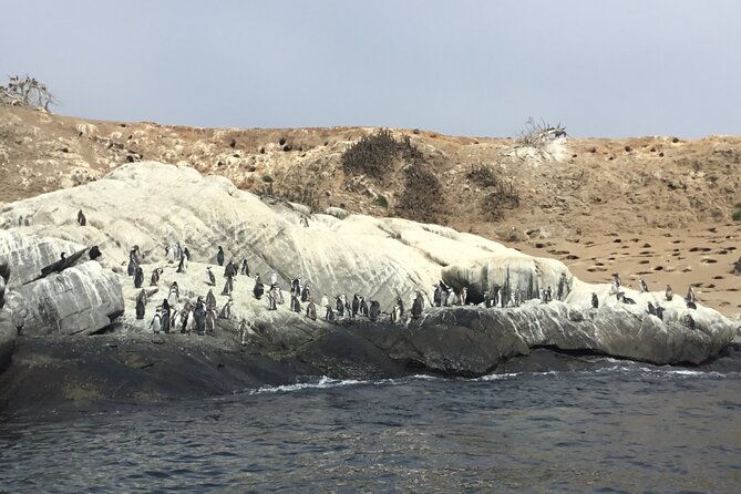 horseback-riding-on-beach-winery-alpacas-penguins-cowboybbq