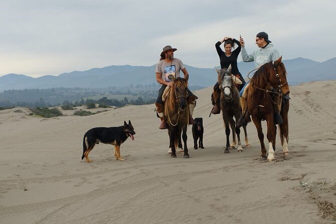 horseback-riding-on-beach-winery-alpacas-penguins-cowboybbq