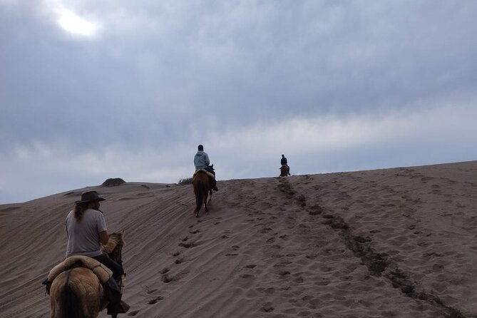 horseback-riding-on-beach-winery-alpacas-penguins-cowboybbq