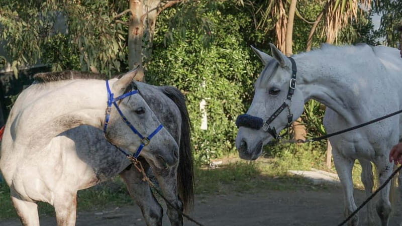 Horseback Riding on Mt.Vesuvius with Wine Tasting and Dinner - The Experience in Detail