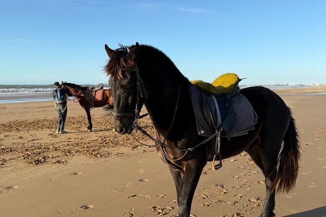 Horseback Riding On The Beach Of Essaouira - Key Points