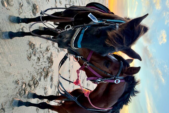 Horseback Riding On The Beach Of Essaouira - The Sum Up