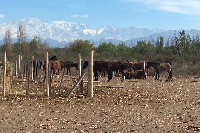 horseback-riding-rancho-viejo-with-barbecue-and-wine