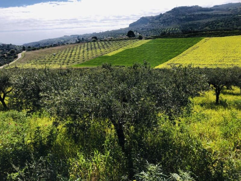 horseback-riding-through-the-olive-groves-of-sciacca