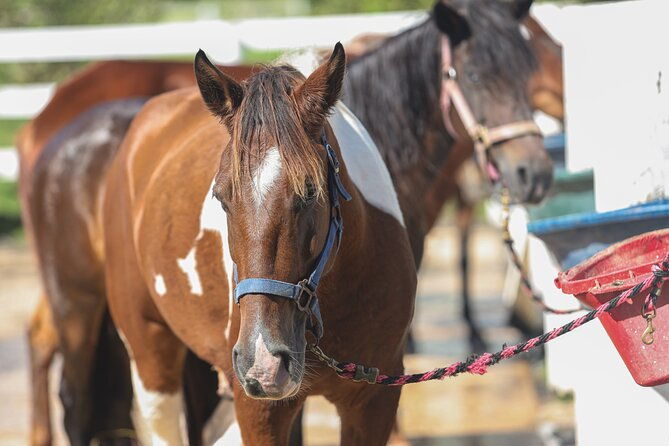 horseback-riding-tour-at-private-ranch