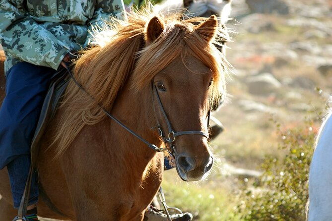 horseback-riding-tour-in-iceland