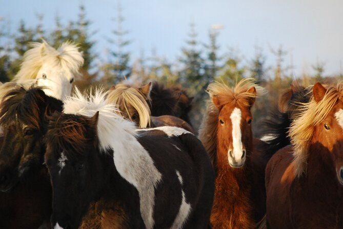 horseback-riding-tour-in-iceland