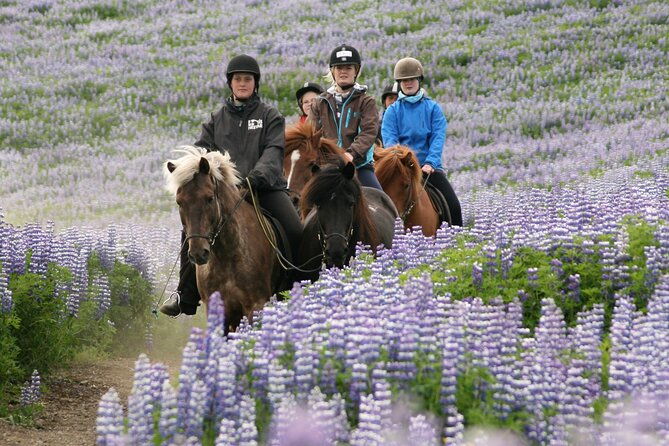 horseback-riding-tour-in-iceland