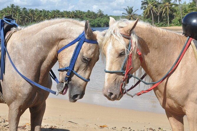 horseback-riding-tour-on-the-beaches-of-punta-cana