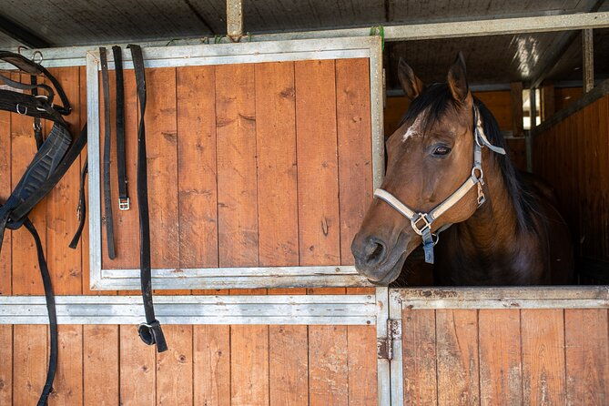 horseback-riding-tour-with-tuscan-picnic-in-val-dorcia-and-valdichiana