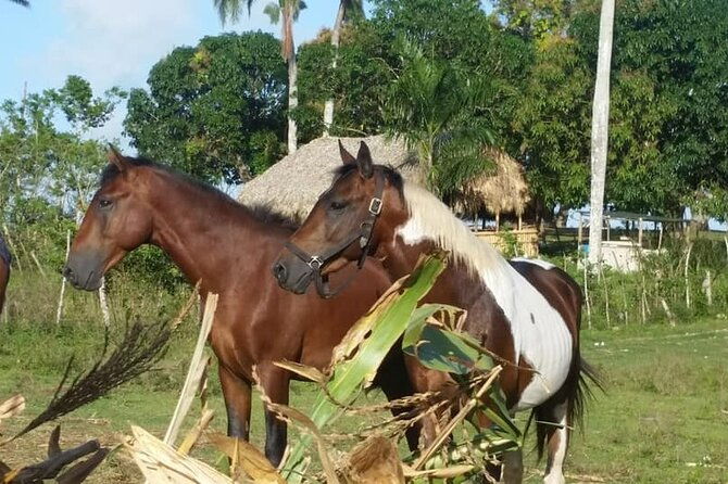 horseback-riding-with-pickup-from-punta-cana