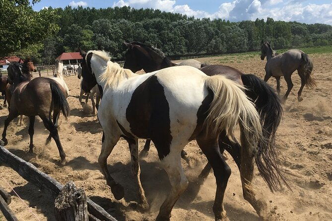 horseshow-on-the-hungarian-puszta-private-tour-from-budapest-with-entry