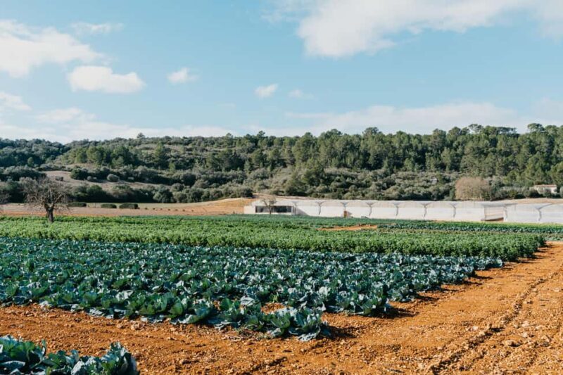Hort de Sa Vall: Guided tour of the crops and outdoor dinner - The Outdoor Dinner: Flavors Under the Stars
