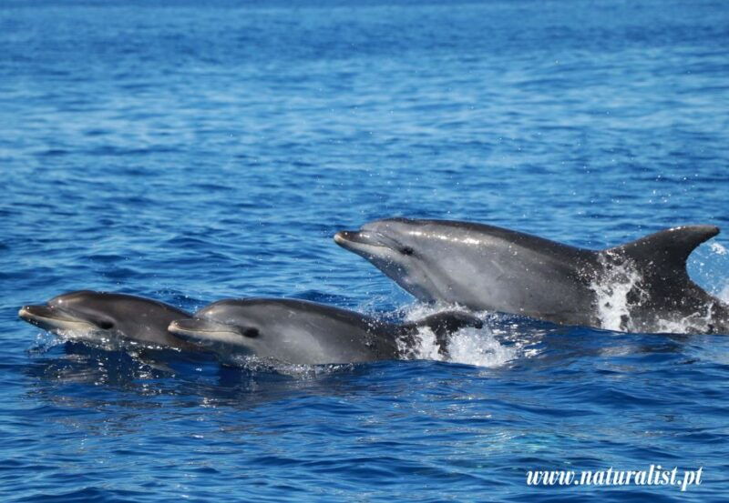 horta-whale-and-dolphin-watching-expedition