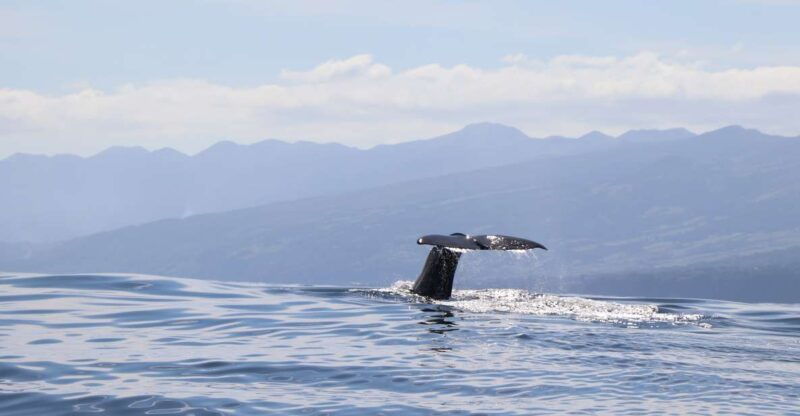 horta-whale-and-dolphin-watching-expedition