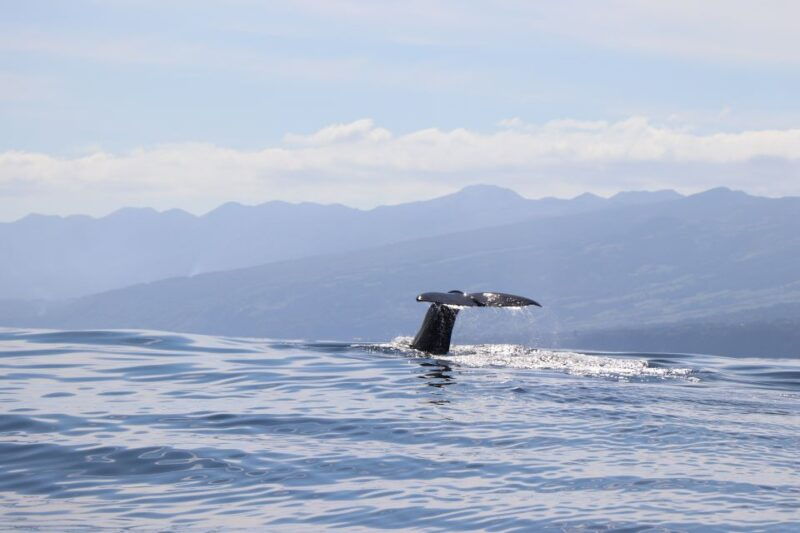 horta-whale-and-dolphin-watching-expedition
