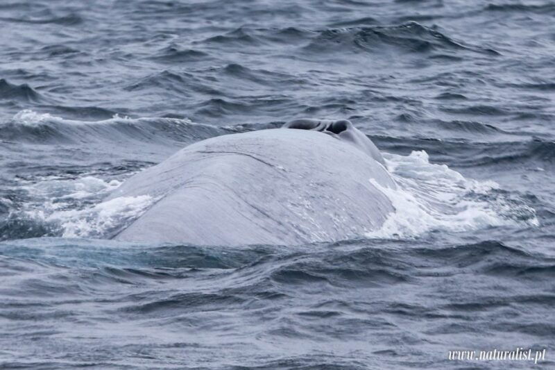horta-whale-and-dolphin-watching-expedition