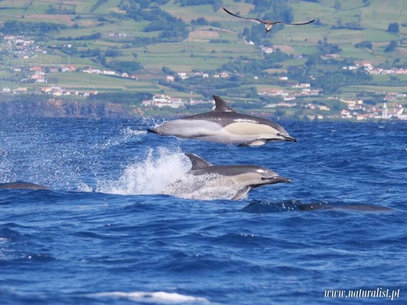 horta-whale-and-dolphin-watching-expedition